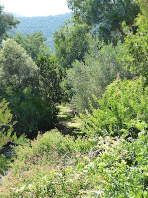 Explore a serene natural environment with winding paths and lush greenery.
