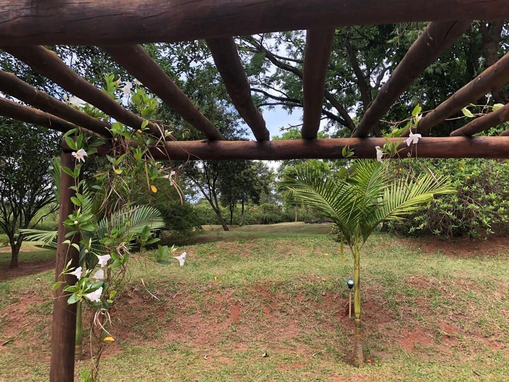 A wooden pergola structure with climbing plants and a palm tree in a landscaped garden area.