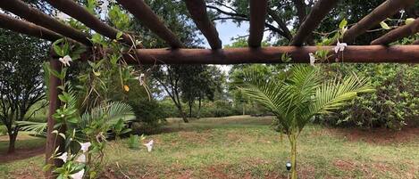 A wooden pergola structure with climbing plants and a palm tree in a landscaped garden area.