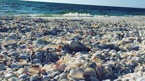 Uma praia com diversos tipos de conchas.