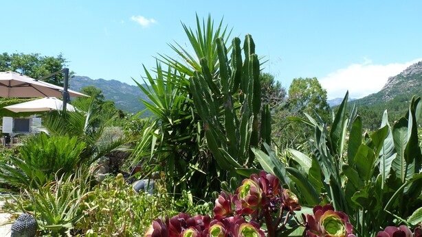 A garden with various plants and a building in the background. - If you like peace and quiet between sea and mountains (Zonza)