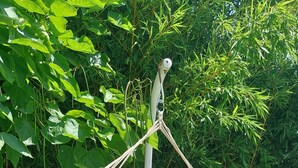 A white outdoor swing chair with a beige cushion, set on a grassy lawn with a bamboo backdrop. - If you like peace and quiet between sea and mountains (Zonza)