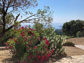 Un jardin agrémenté de plantes en fleurs et offrant une vue sur la mer.
