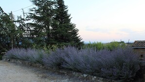 Un chemin de gravier longe un mur de pierres, bordé de buissons de lavande.