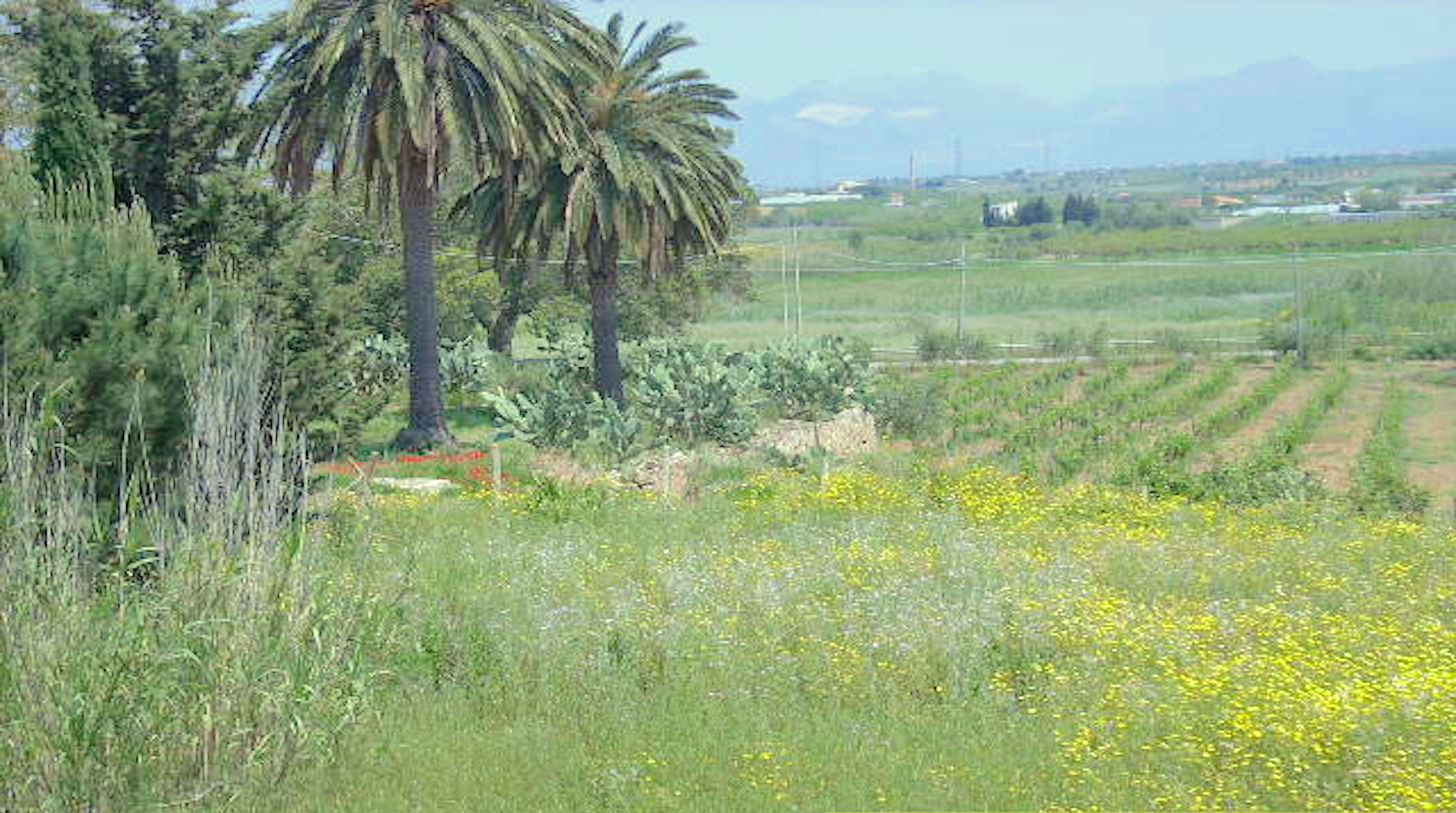 Vista panoramica dalla terrazza di Emerald Home, con un paesaggio verdeggiante, una palma e fiori gialli.