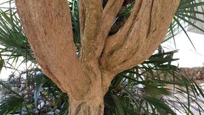 A tree with a thick trunk and multiple branches, surrounded by rocks and green foliage. - The house by the sea one step away from the beach (ponza)