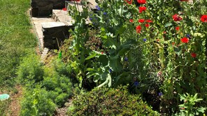 A house with a garden featuring red flowers and an American flag. - Lovely home on 136acre, 13 Miles from North Asheville.  6 miles from BR Parkway (Weaverville)