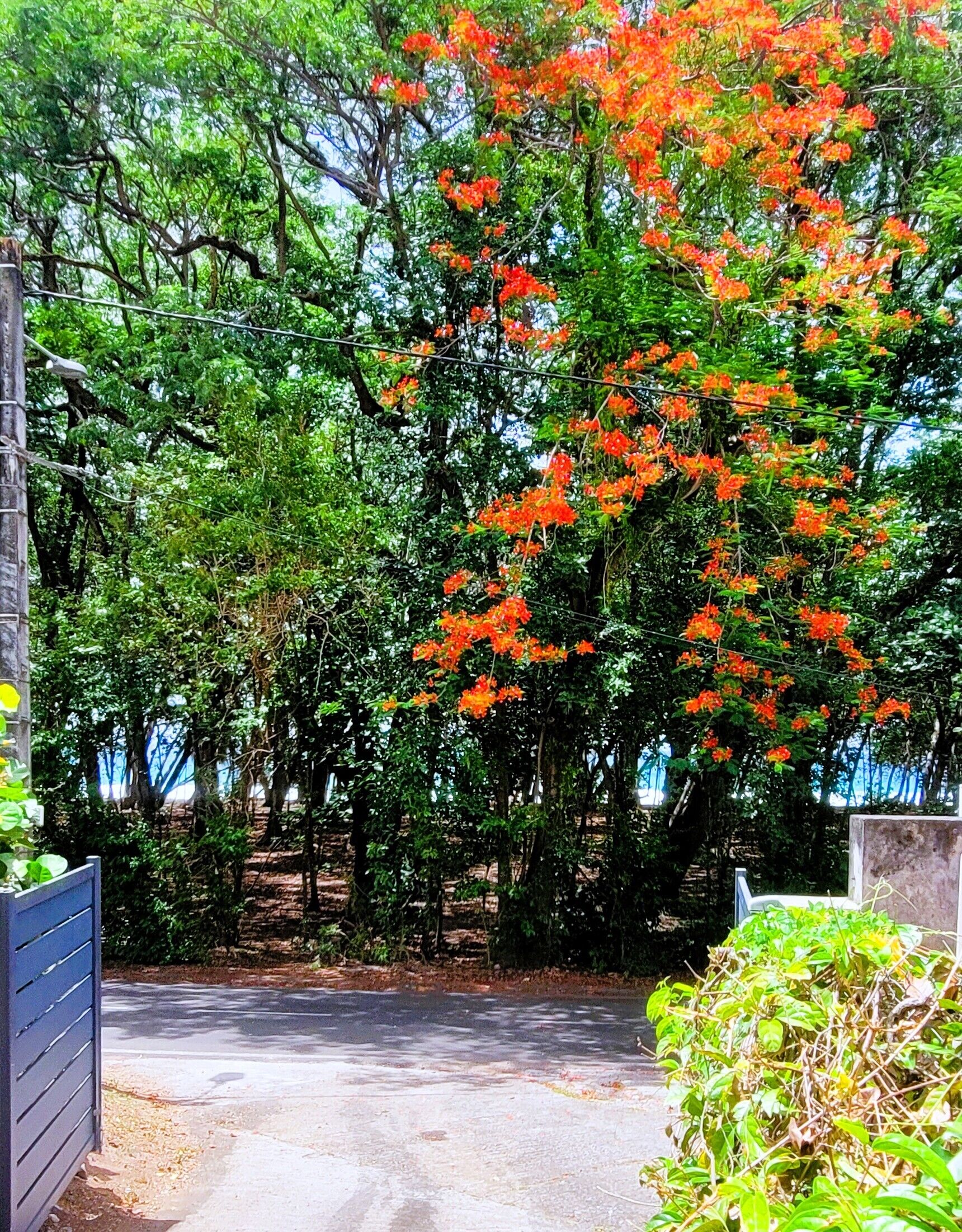 A paved driveway leading to a building with a metal gate.