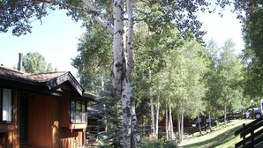 A wooden lodge with a porch, surrounded by birch trees and a gravel pathway.