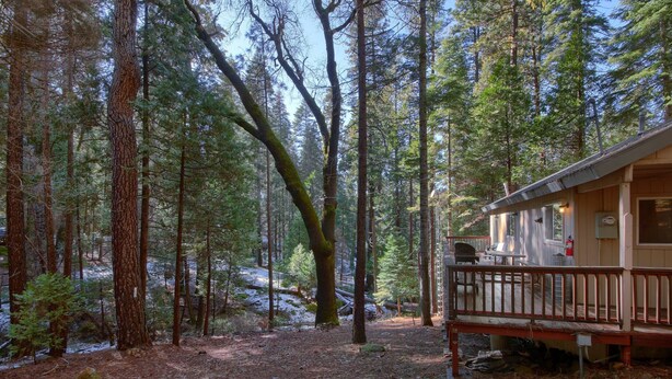 Une cabane dotée d’une terrasse, entourée de grands arbres et dont le sol est recouvert d’aiguilles de pin.