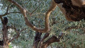 A tree with a thick trunk and dense foliage, situated in a paved area with a stone border.