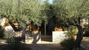 An outdoor pathway surrounded by olive trees leading to a building entrance.