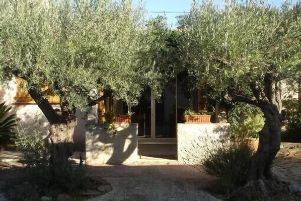 An outdoor pathway surrounded by olive trees leading to a building entrance.