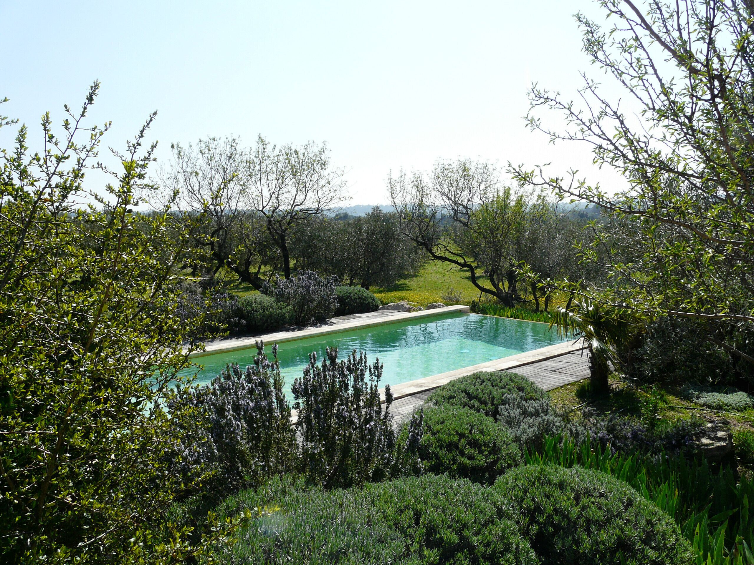 A rectangular swimming pool surrounded by lush greenery and trees.