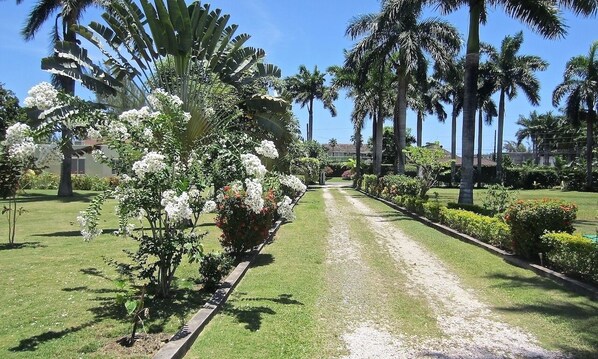 Un jardin bien entretenu, agrémenté de palmiers et de plantes en fleurs, un chemin de gravier et un ciel d’un bleu éclatant.