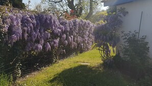 Ein Garten mit violetten Glyzinien, einer Rasenfläche und einem Gebäude mit blauem Dach.