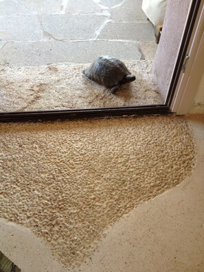 Une tortue sur un tapis texturé devant une porte.