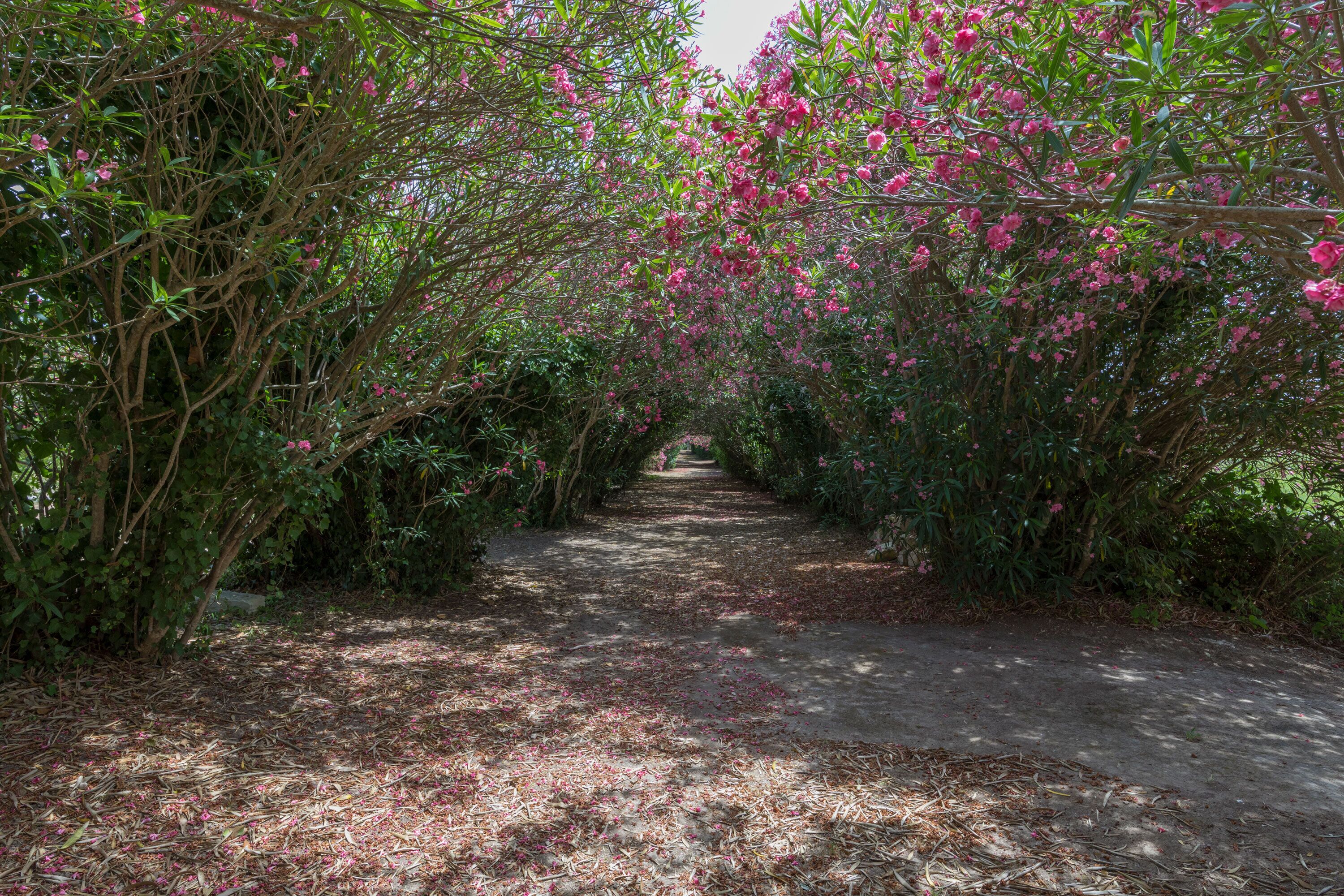 Un sendero bordeado por follaje denso y árboles en flor, que atraviesa un exuberante jardín.