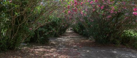 Un sendero bordeado por follaje denso y árboles en flor, que atraviesa un exuberante jardín.