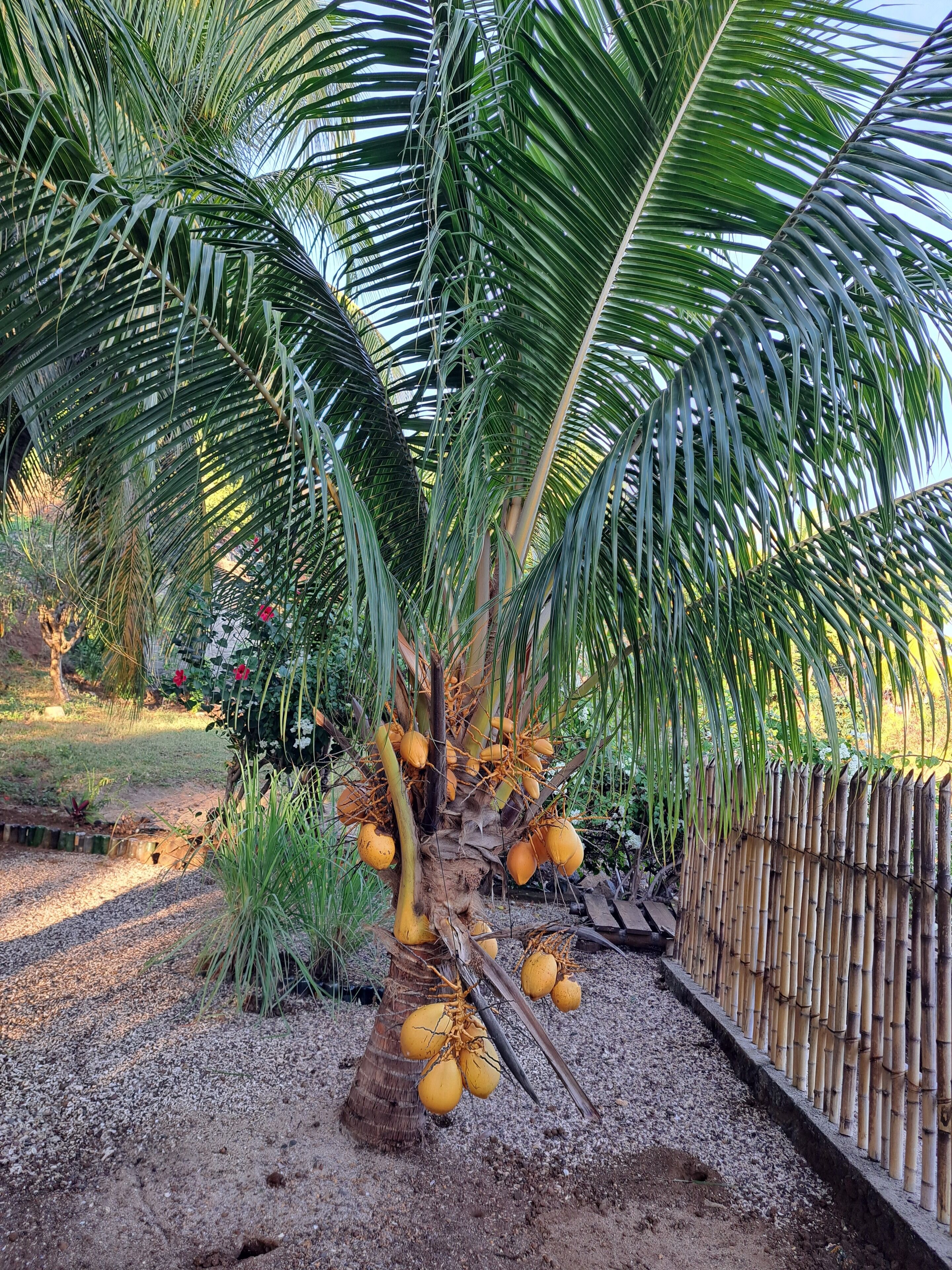 Cocotier du jardin 