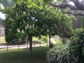 Property grounds - Provencal house with lots of charm and private pool on a 1,5 acres lot (Ceyreste)