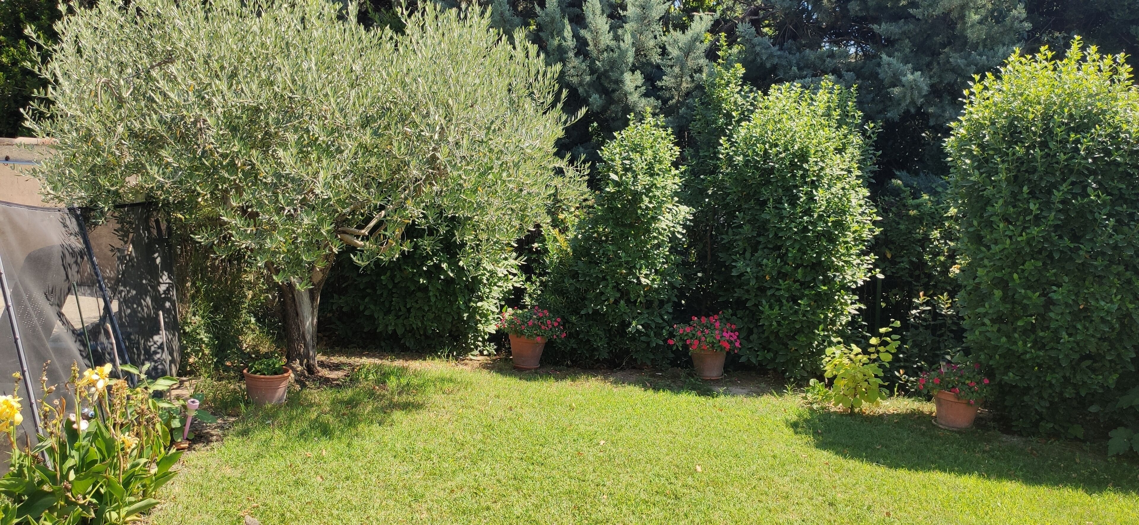 A garden with various plants and flowers, a lawn, and a tree.