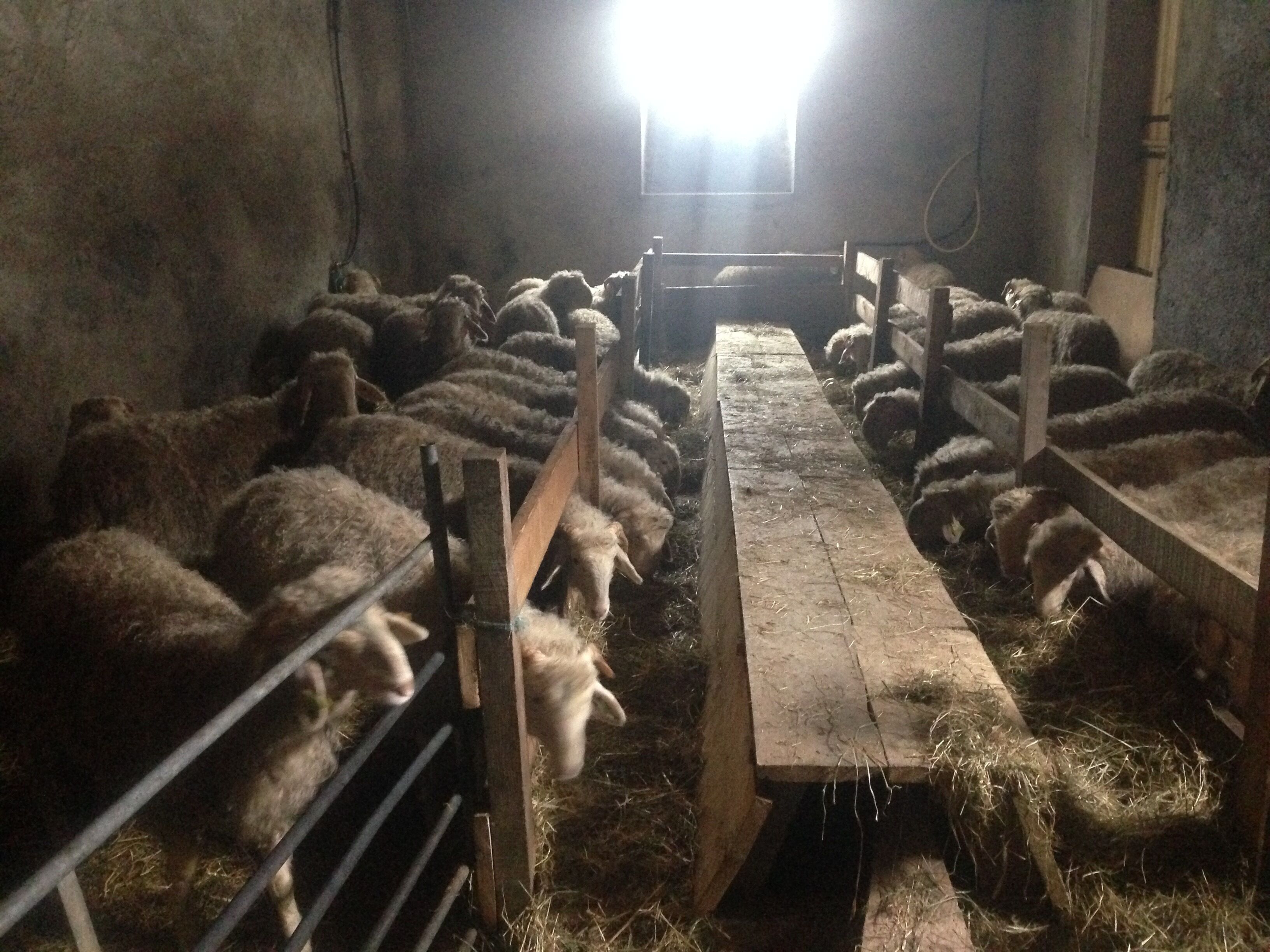 A barn with a long feeding trough and metal railings.