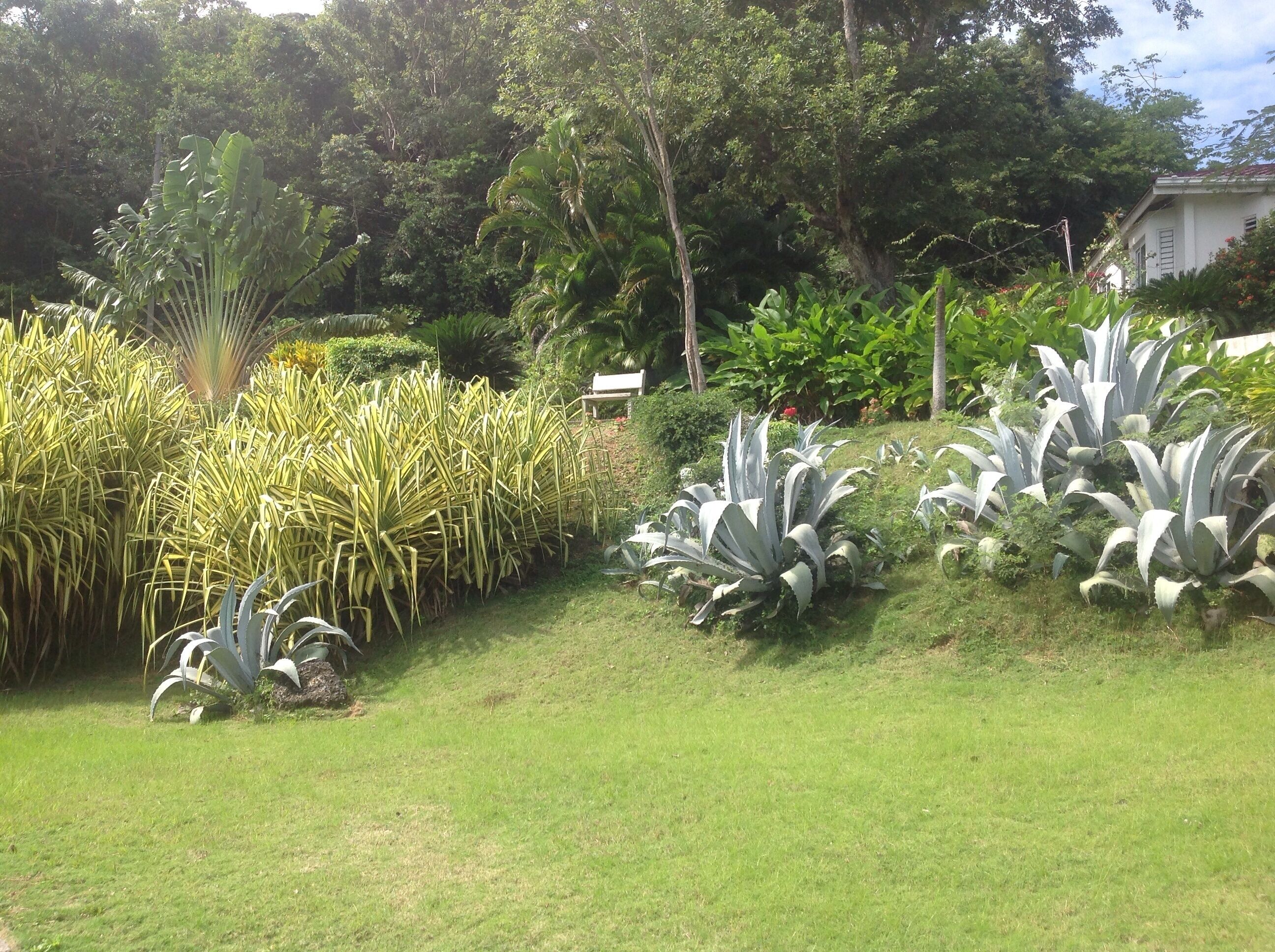 Een tuin met diverse planten en een gebouw op de achtergrond.