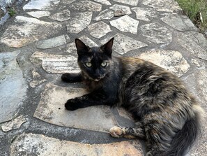 Animaux de compagnie acceptés