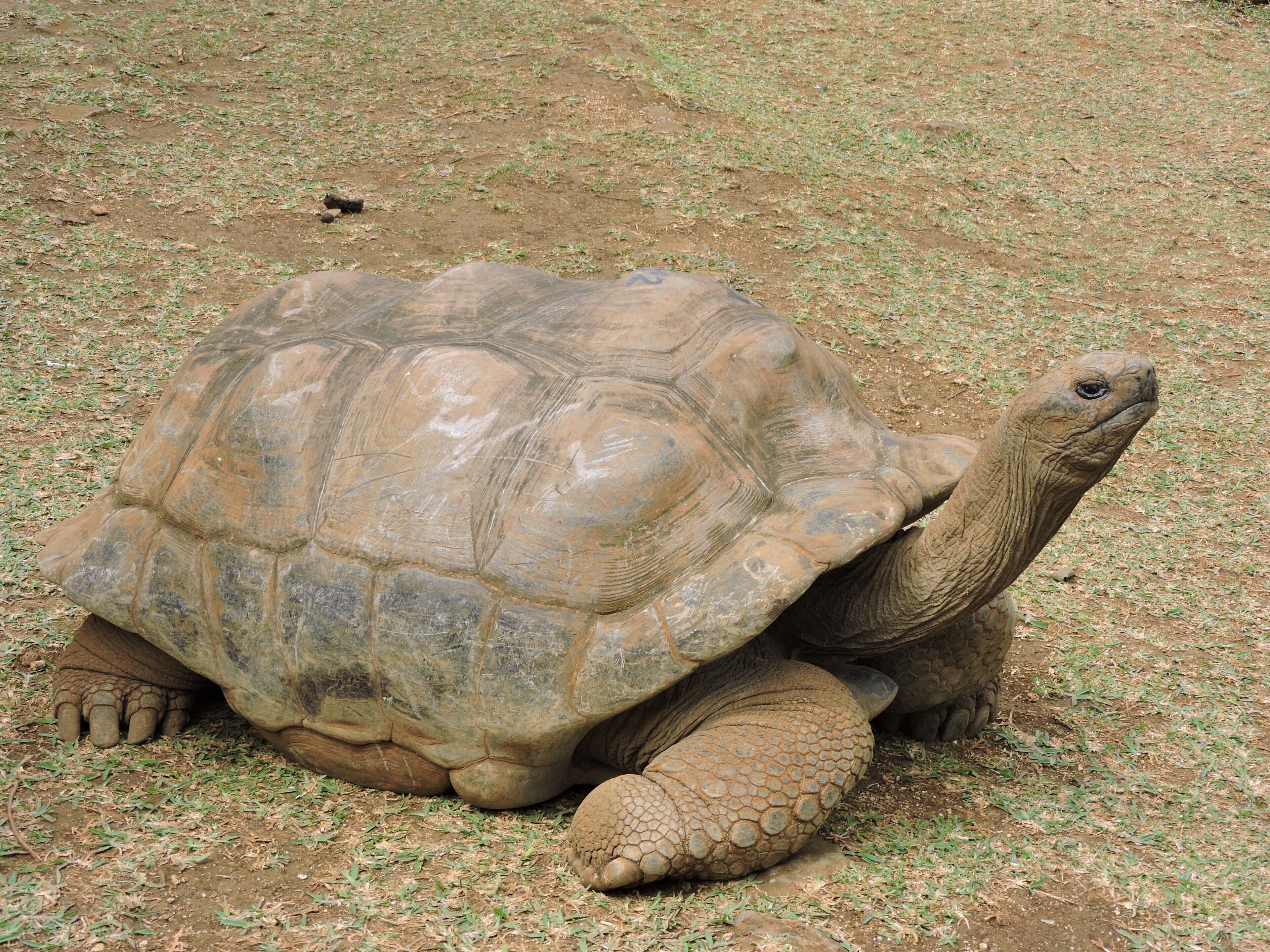 Eine große Schildkröte auf einer Wiese.