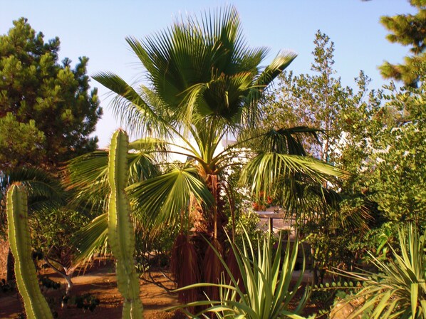 Ein Garten mit einer Palme, einem Kaktus und verschiedenen anderen Pflanzen.