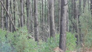 Een dicht bos met hoge bomen en varens.