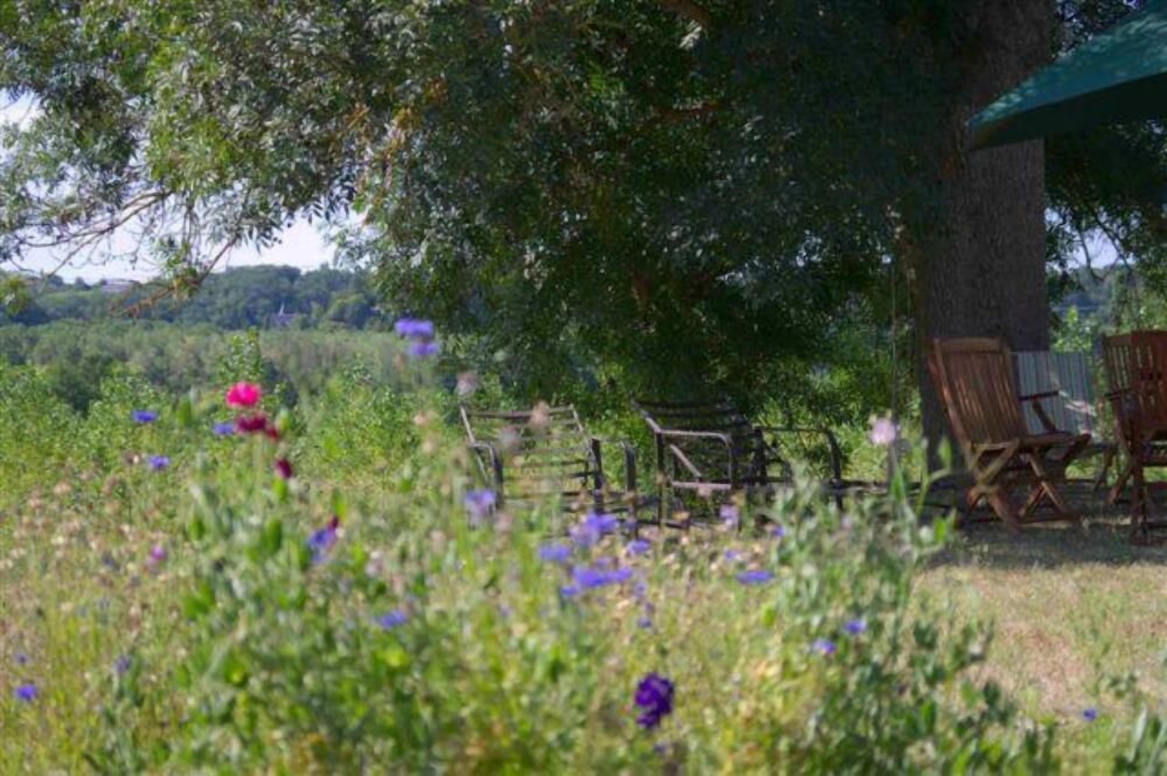 Un arbre sous lequel se trouvent un banc et une chaise, le tout entouré d’un champ herbeux parsemé de fleurs sauvages.