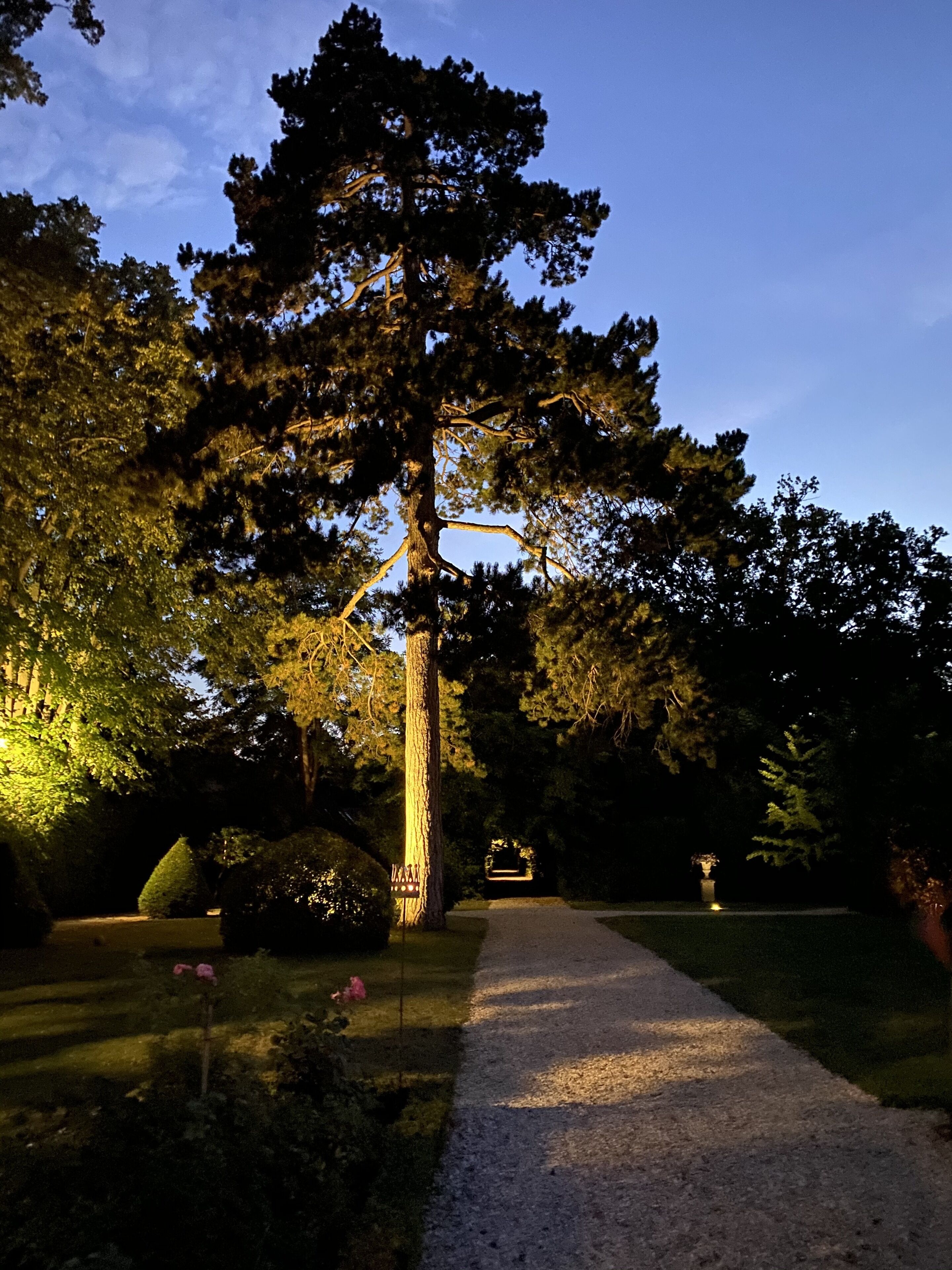 Un sendero conduce a un mirador en un jardín con un árbol grande y arbustos cuidados.