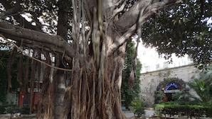 A large tree with extensive roots in a courtyard.