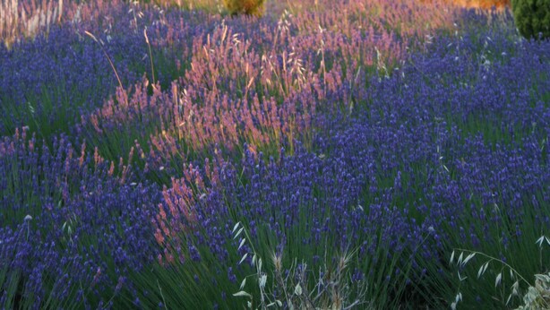 Un jardin avec de grands arbres élancés et un champ de fleurs violettes.