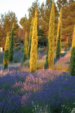 Un jardín con árboles altos y delgados y un campo de flores moradas.