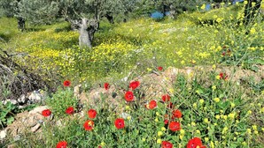 A natural landscape with olive trees and a field of yellow flowers. - Alonissos, Old Village (Hora) wonderful apartment with amazing  clear sea views (Alonissos)
