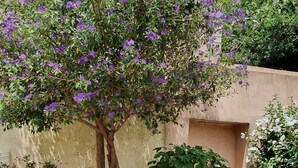 Una bicicletta parcheggiata sotto un albero in fiore in un giardino con ghiaia.
