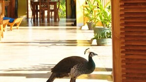 A peacock walking through a hallway with a wooden door and a table with chairs.