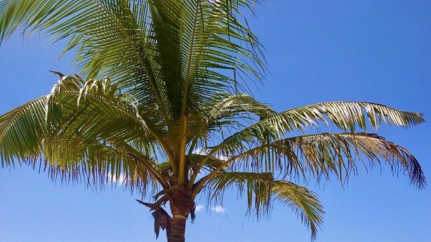A beach with a palm tree, a row of beach chairs, and the ocean in the background.