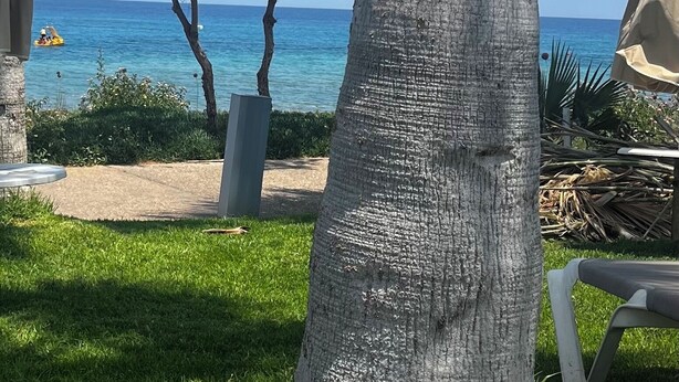 Blick auf einen Strand mit Palmen und einem wolkenlosen Himmel.