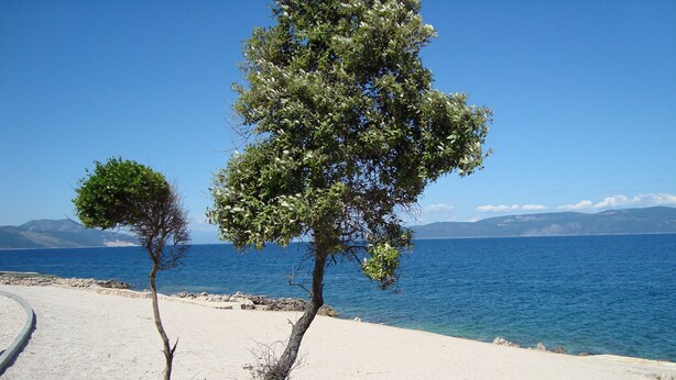 A coastal road with two trees, a clear sky, and a view of the sea.