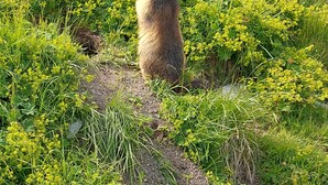 A groundhog in a grassy area with dense vegetation.