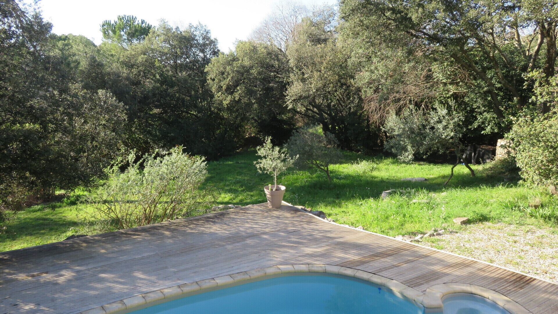 Une piscine dotée d’une terrasse en bois, entourée d’une végétation luxuriante et d’arbres.