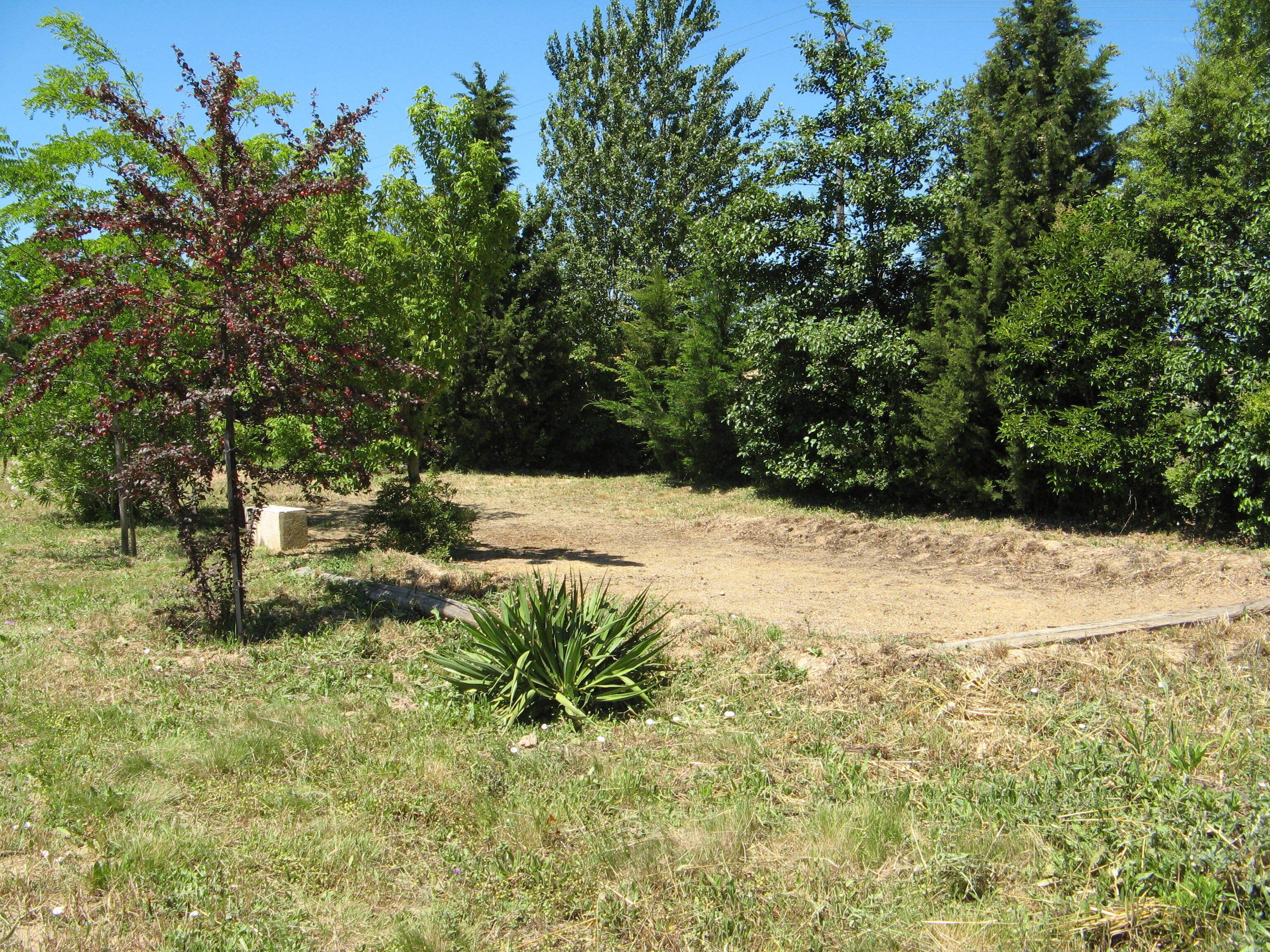 Eine natürliche Landschaft mit verschiedenen Bäumen, einem Feldweg und einem kleinen Busch.