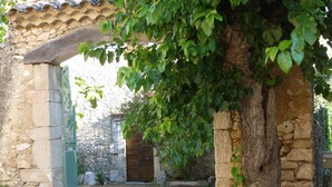 Un bâtiment en pierre avec une porte en bois, un portail vert et un arbre devant.