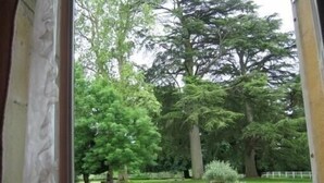 A view through a window of a lush garden with tall trees and a well-maintained lawn.