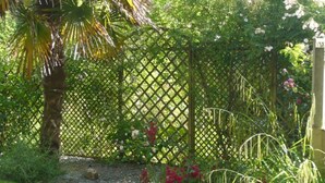 Un jardín con un seto de celosía, una palmera y plantas en flor.