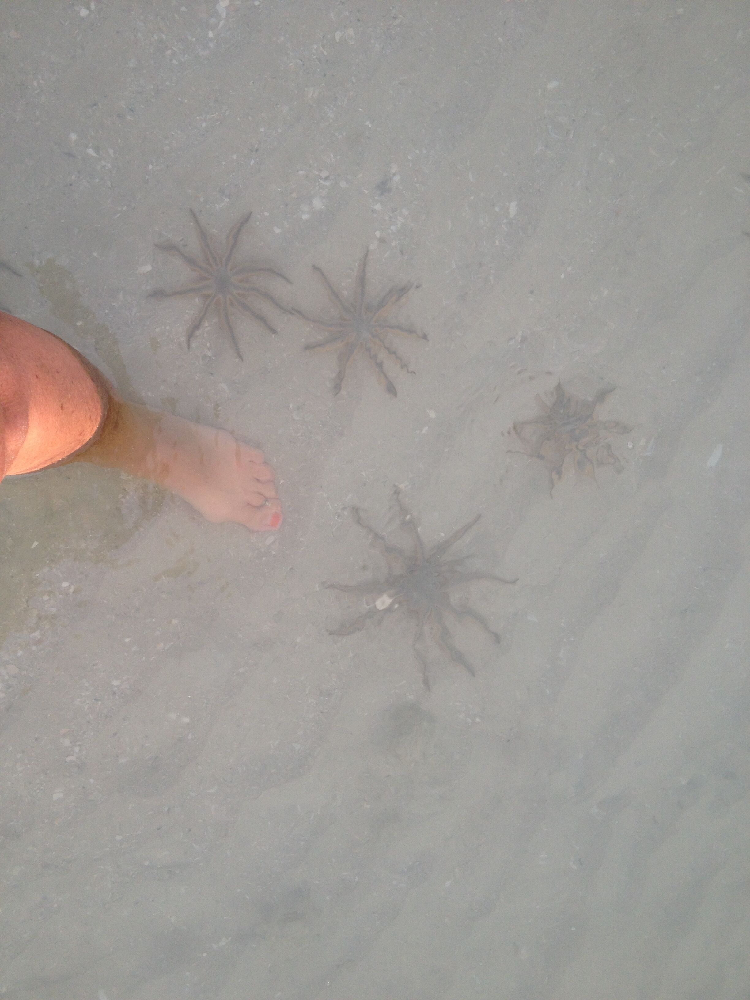 Ein Sandstrand mit Seesternen und einem Fuß.